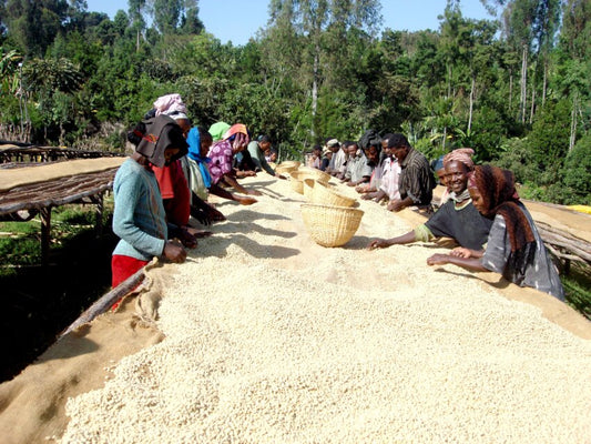 Ethiopia Yirgacheffe