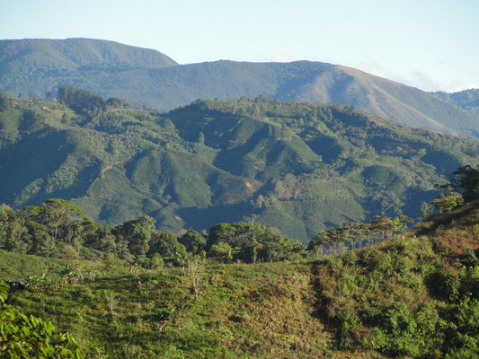 Costa Rica Tarrazu San Diego Honey