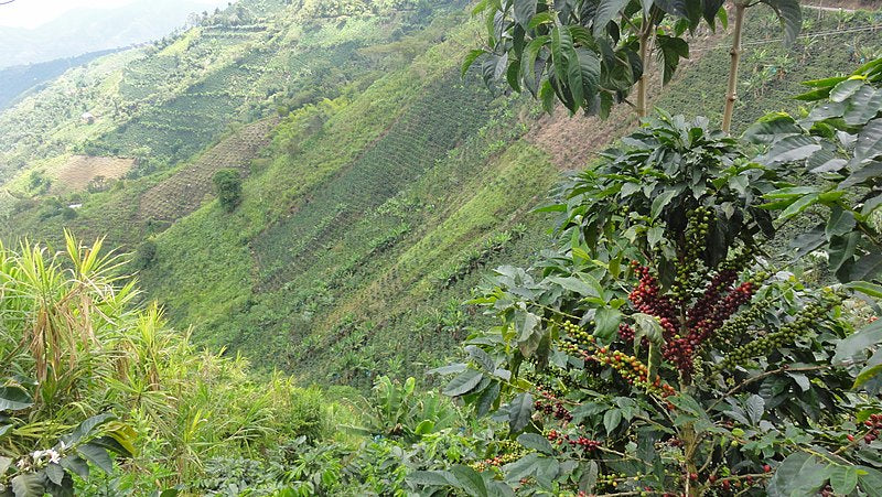 Colombia Valle Del Cauca Sugarcane Decaf